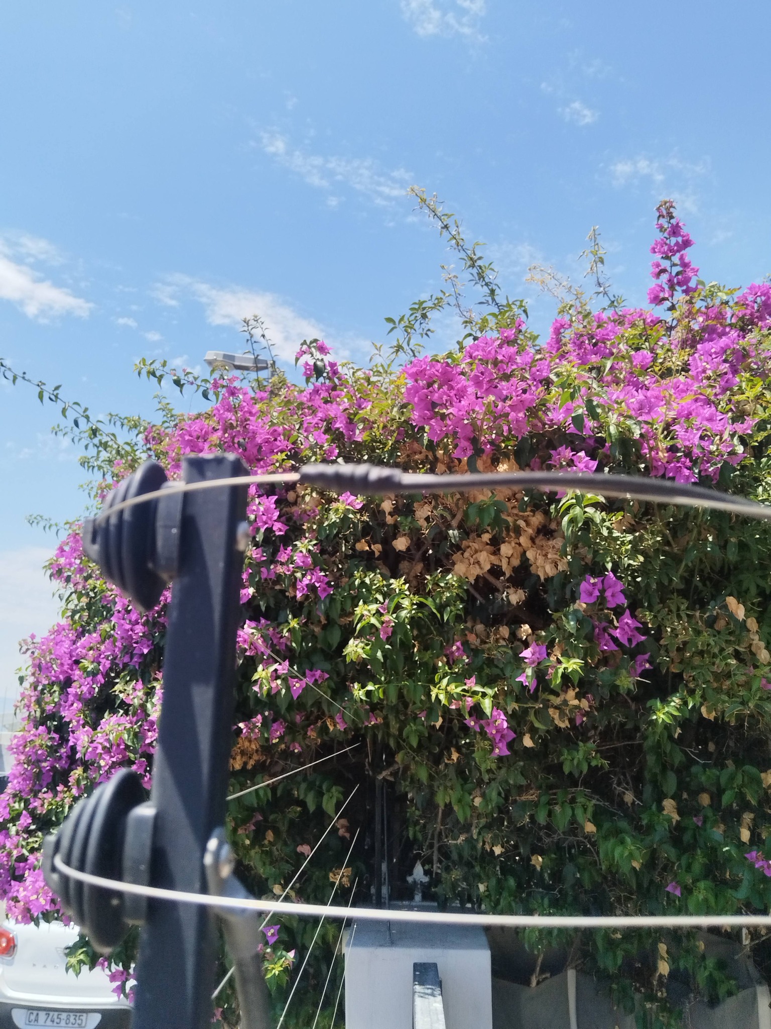 CC Security fencing installation with bougainvillea